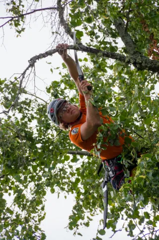 Tree Removal